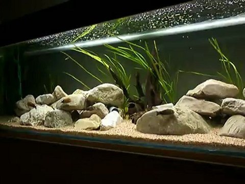 tropheus black bemba