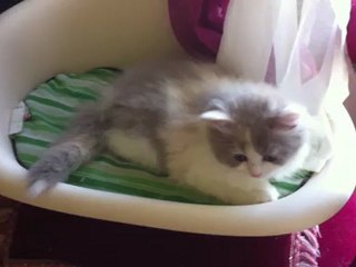 Happy, t'es trop belle... je te garde !