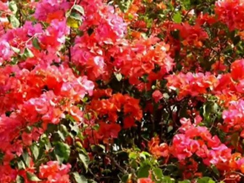 TI FLEUR FANNEE VERSION GUITARE FRANCK POURCEL