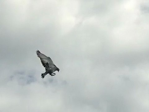 TGF İSTANBUL YAVRU ..05.05.2012 603 puan aldı,taklacı güvercin, ferdi bayrak..05354829474