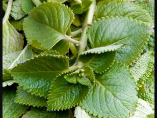 iherb COUPON CODE wim426 $5-$10