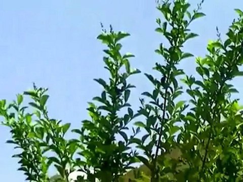 فري برس درعا اطلاق نار في درعا البلد جمعة سننتصر ونهزم بشار الاسد 20 4 2012 Daraa