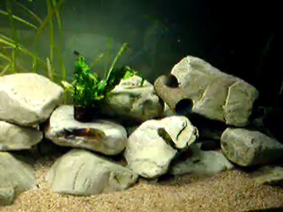 500l tropheus black bemba + repro