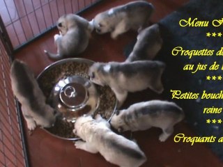 Repas Chiots Huskys - Elevage Husky du Songe d'une Nuit Polaire