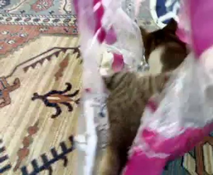 Kedimize Evde Lunapark Keyfi Yaşatıyoruz