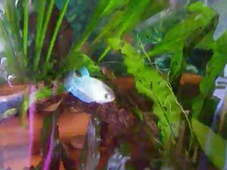 femelles PK métalliques de 5 mois et demi