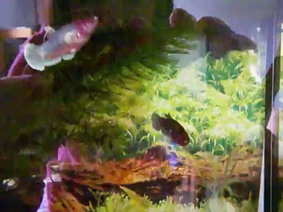 femelles PK dumbo et geno dumbo de 3,5 mois