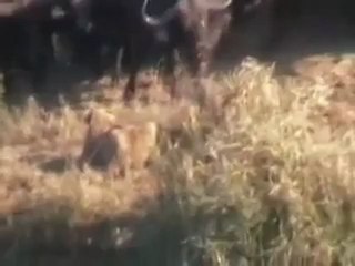 Battle at Kruger