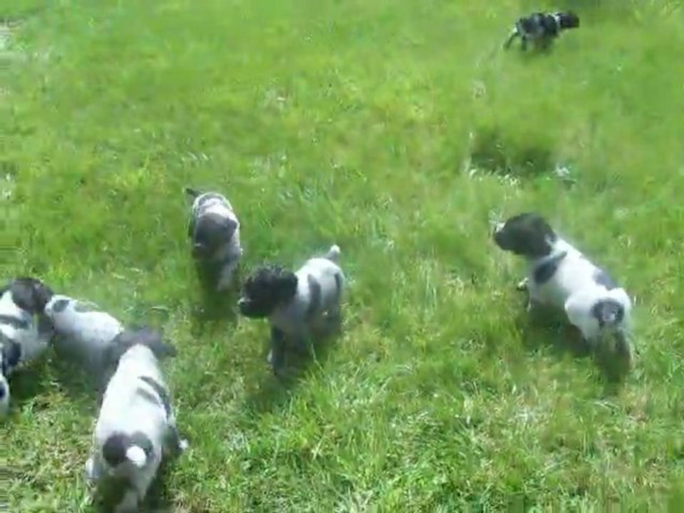 LES BEBES DANS L HERBE