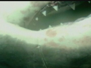 Massive great white shark caught by fisherman in Mexico