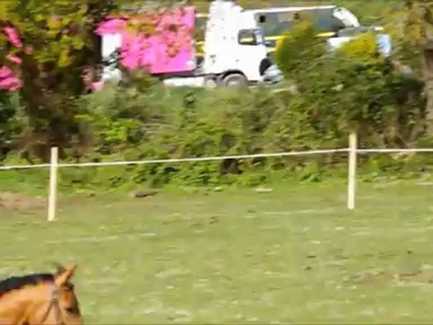 MArjo cross questembert