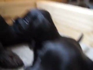 MAQ00245 chiots Ding Ding Dong et Dream