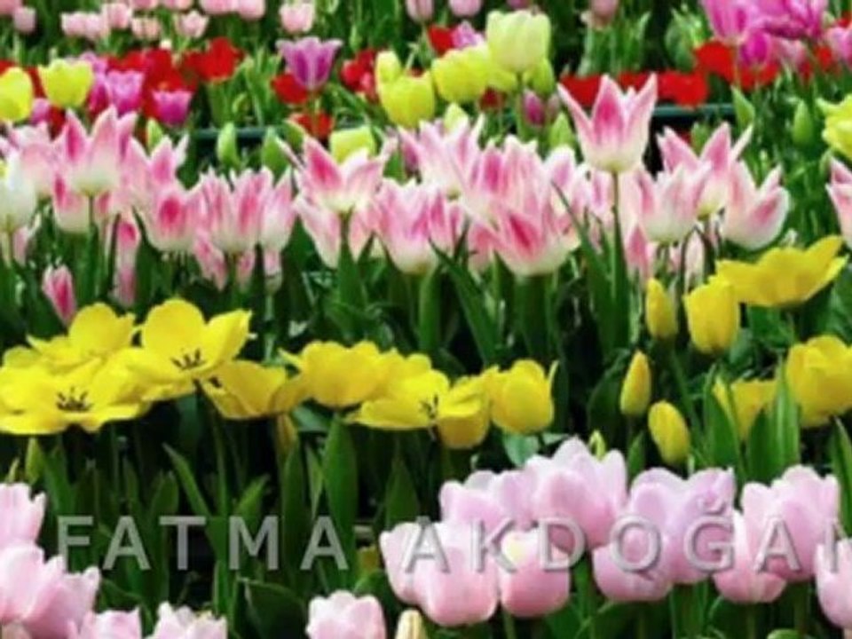 HAKAN YEŞİLYURT-NESİNE YANDIM O YARİN