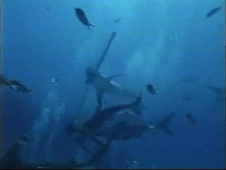 shark-feed