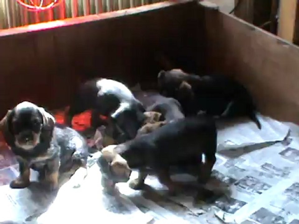 chiots teckels portée 2012