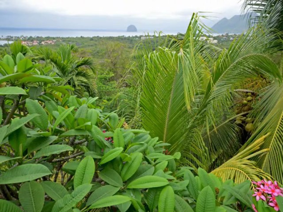 maison à louer le Diamant O Mamina