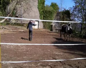 stage d'éducation du cheval