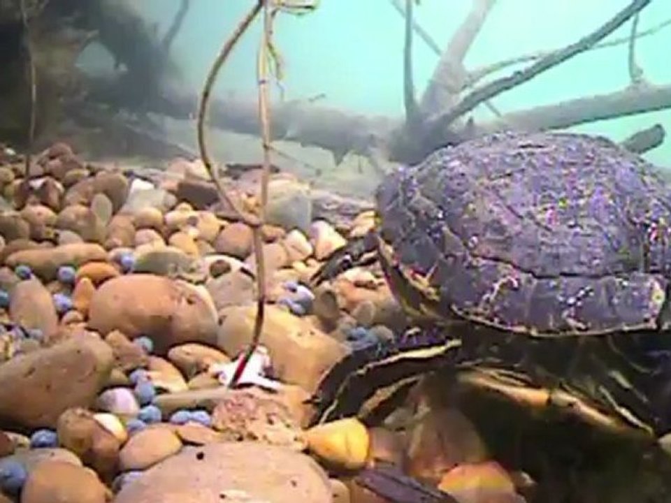 La Carpe Face à la caméra 2eme partie