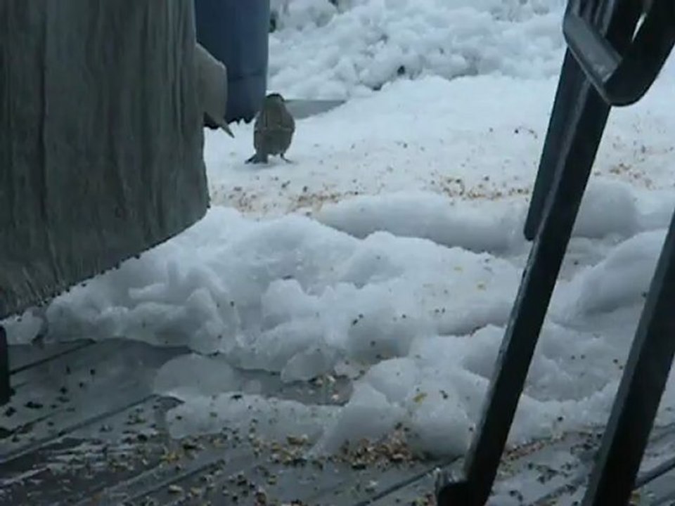 Littles birdies 2