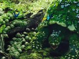 Inside Look - Featurette Inside Look (English)