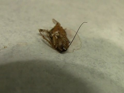 Un cafard dans l'oreille