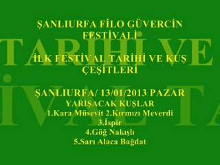Şanlıurfa Filo Güvercin Festivali