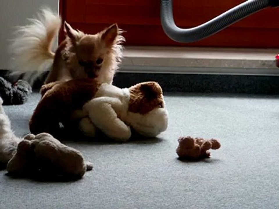 Julie in Action Hund Lustig