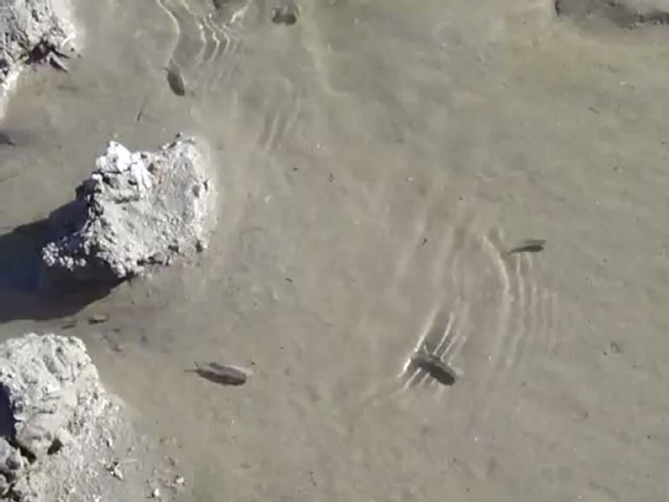 Pupfish - Death Valley