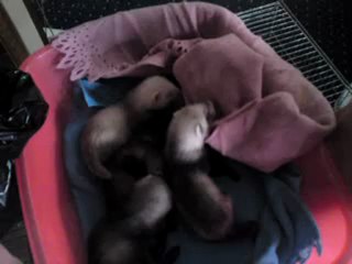 les bébés de clara ont un mois