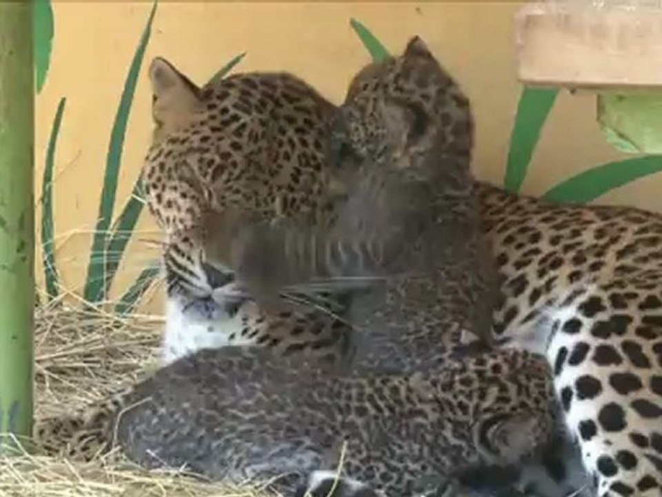 Bébés pantheres du Sri Lanka suite