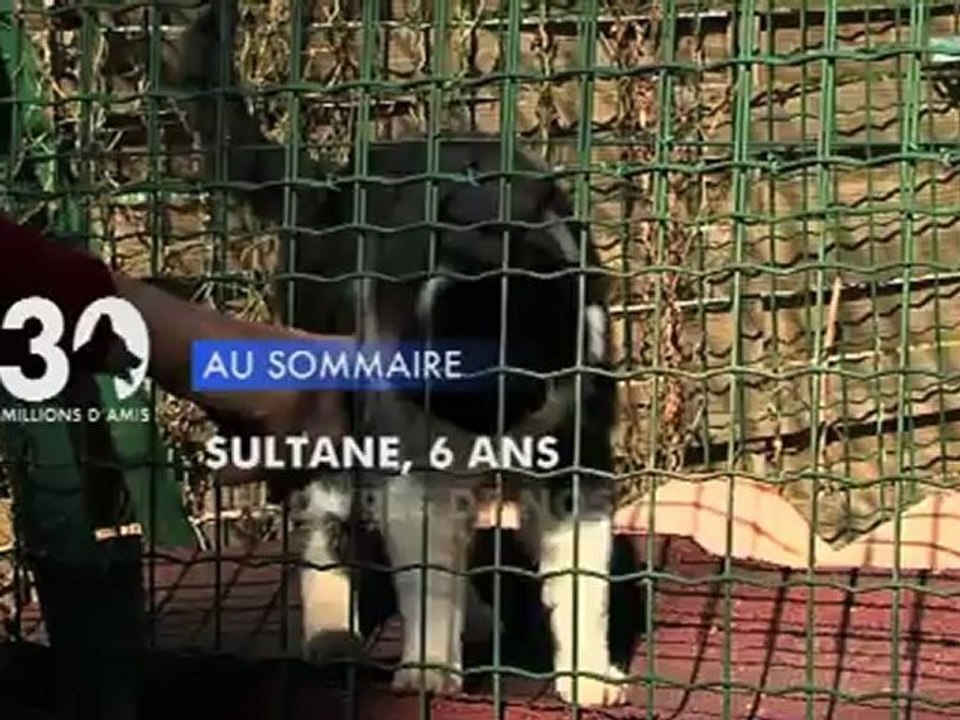 Sommaire émission 30 Millions d'Amis 29/4/2012