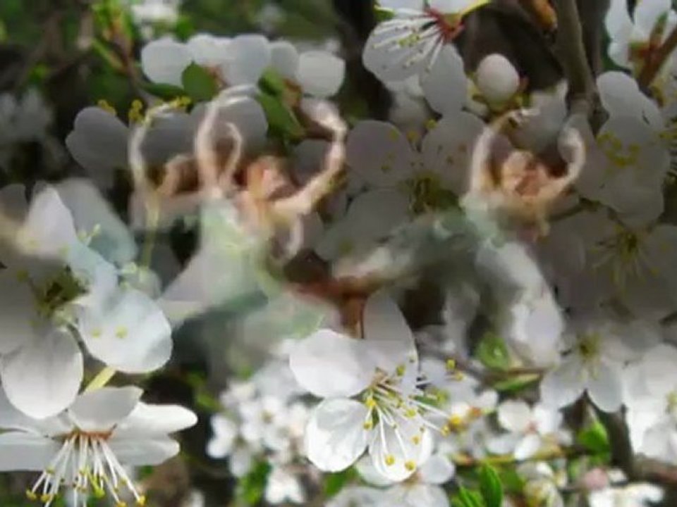 Barcarole-Andre Rieu ...Walc na płatkach wiosny.