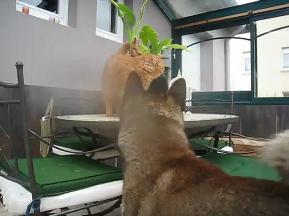 2 akitas taquinent un chat installé sur un transat