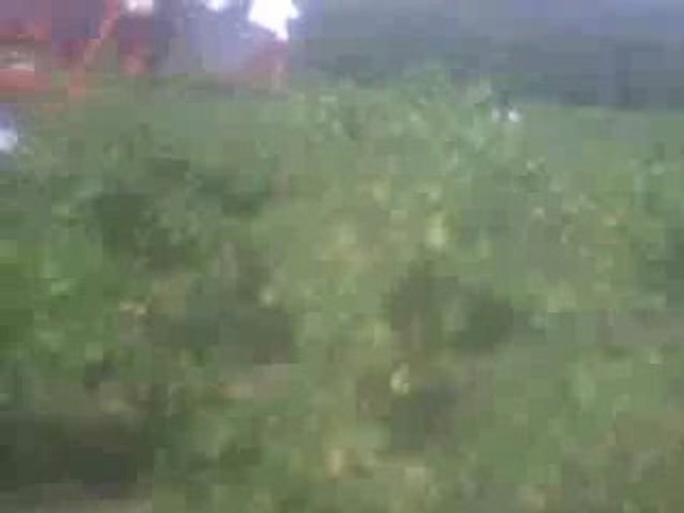chute idiot