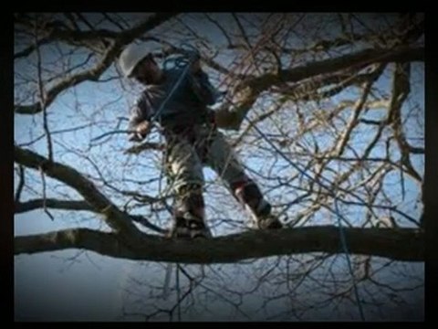 Franks Tree Service - (319) 366-4747