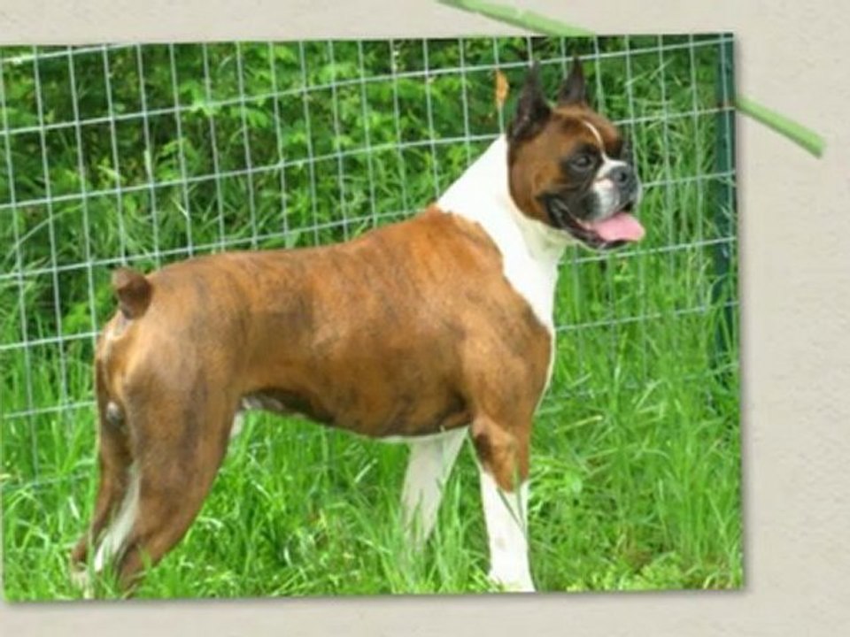 Purebred Breeder provide best services for dogs without any complaints