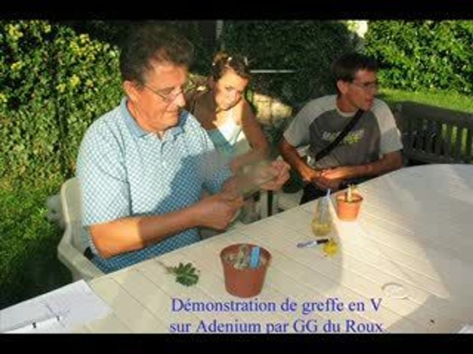 Greffe_adenium_V_GG