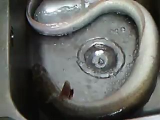 anguilas-yilan baligi-zmiyorka