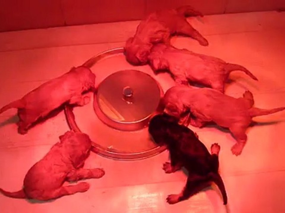 P1060708  CHIOTS de la portée de EMERAUDE FOREVER