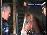 Palermo - Criminalita' cavalli e droga, un arresto (19.04.12)
