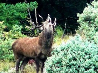 CERFS de LUCERAM PEIRA-CAVA  au dessus de Nice