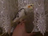 1.5 aylık sultan papağanı ele alıştırma