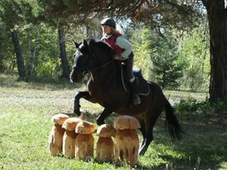 pour toi kim ma jument