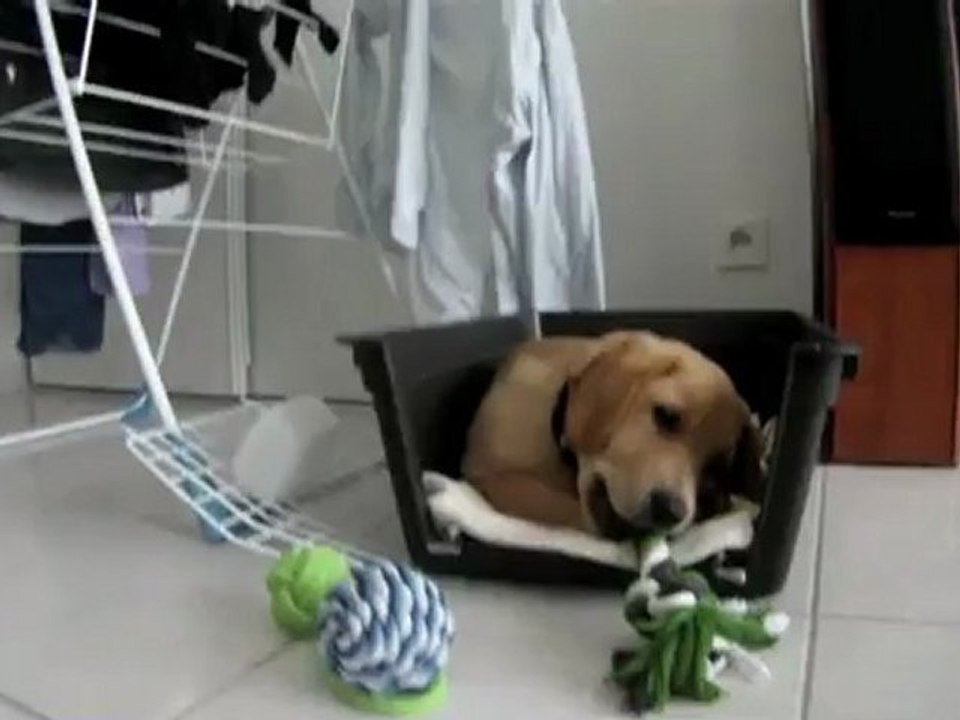 Houston Labrador Retreiver