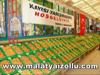 Dünyanın en iyi kayısıları Malatya İzollu Kalede
