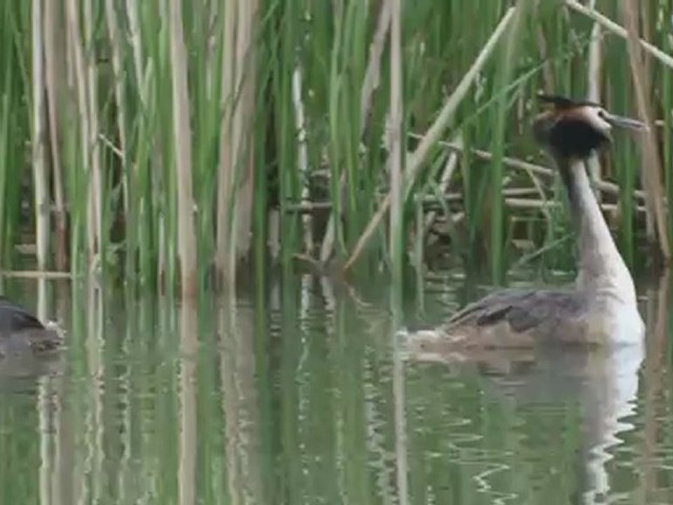 La danse nuptiale du grèbe