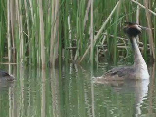 La danse nuptiale du grèbe