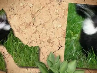 SkunkOdor.Net the Best Answer for Skunk Odor Removal