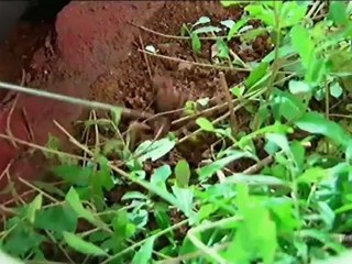 Ph Su - 23rd April 2012 - P2