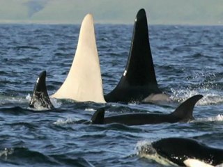 Em busca da orca albina